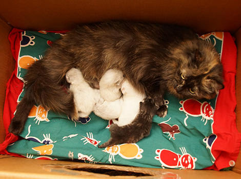 Fedotia mit Kitten am 8. Februar 2020